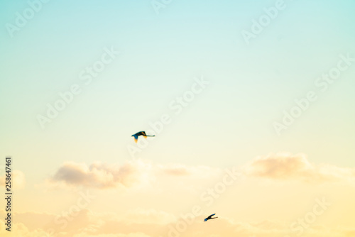 Sky, two  royal spoonbills in motion blur fly past in distance