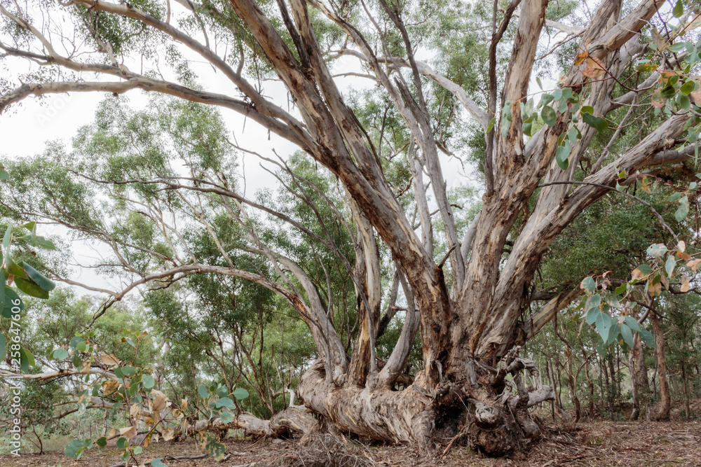 A fallen Yellow Box tree with branches growing vertically at Aranda Bushland Reserve, Canberra, Australia during the morning of March 2019