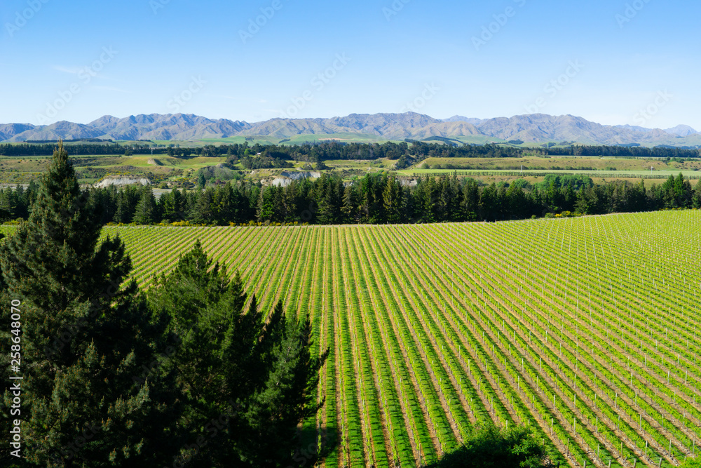 Naklejka premium Landscape of Marlborough district