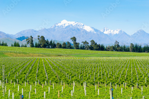 Vineyards in Marlborough photo