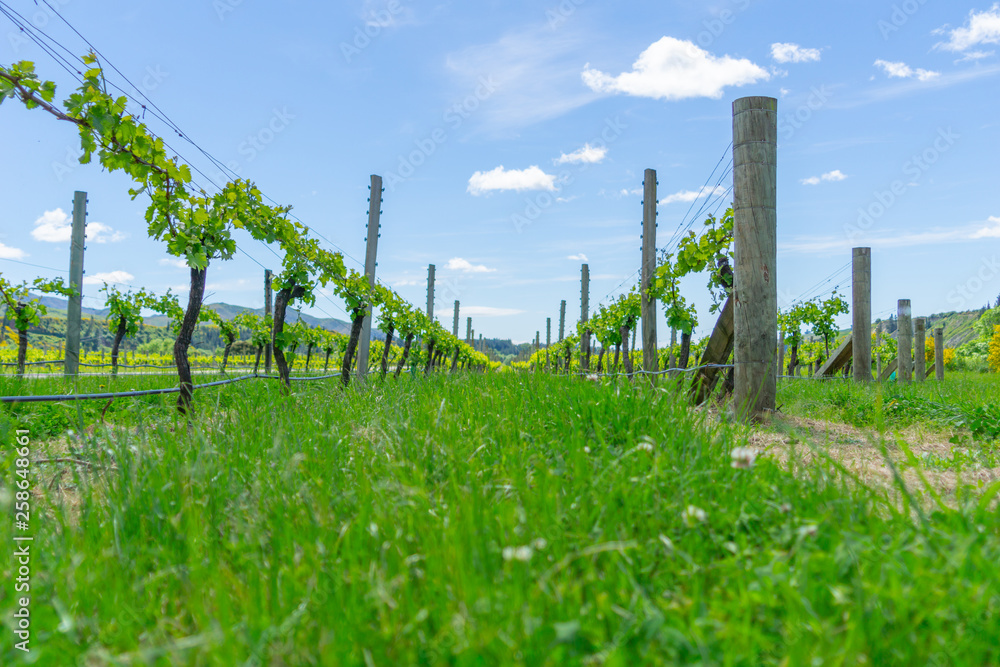 Vineyard vines posts and trellis.