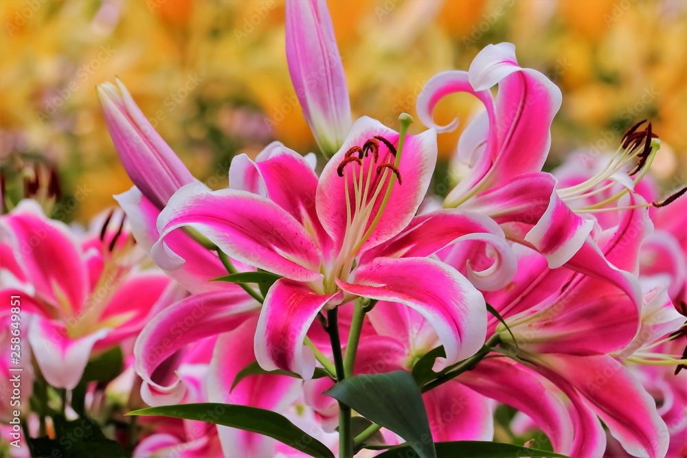 Fototapeta premium 美しいピンクの百合の花