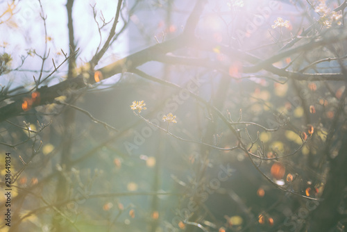 봄 산수유 Cornus officinalis © HYEONMIN LEE