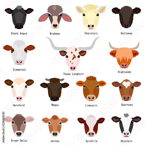 cattle heads with breeds name