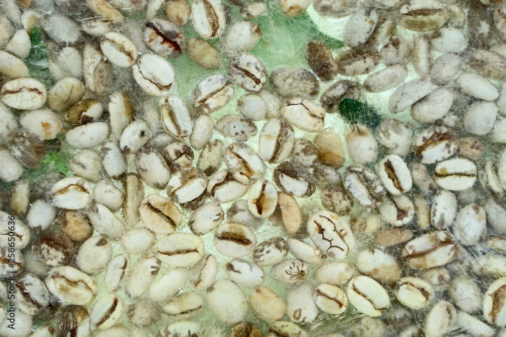 Background of green coffee beans frozen in ice Background of green coffee beans frozen in ice