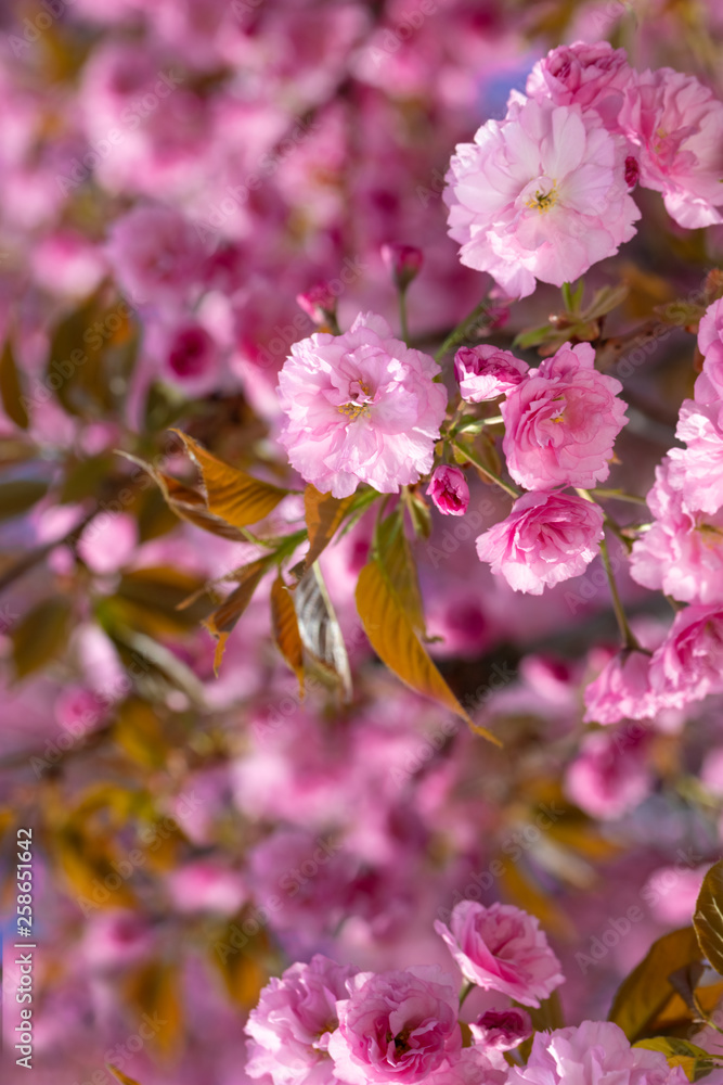 Springtime background with pink blossom. Springtime background with pink blossom.