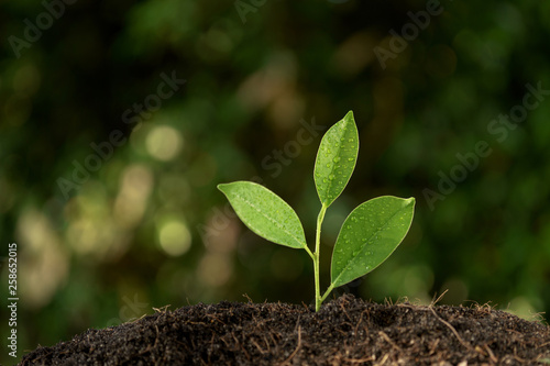 Selective focus on Little seedling in black soil