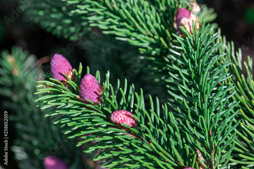 Pink cones on evergreen fir branches.