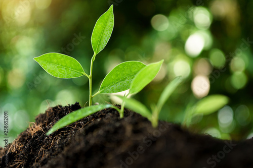 Selective focus on Little seedling in black soil