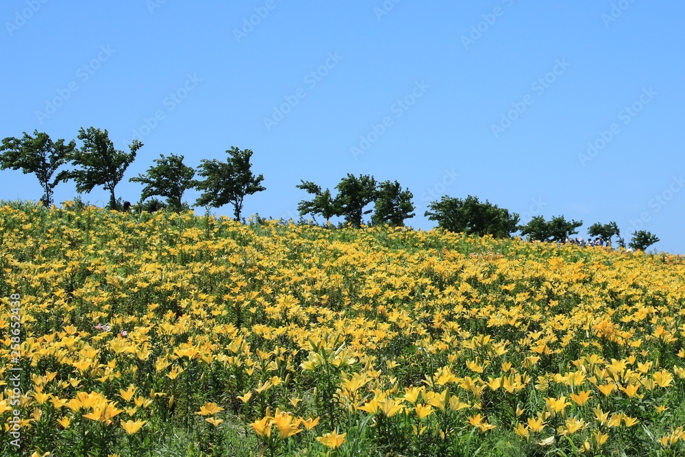 大阪舞洲ゆり園