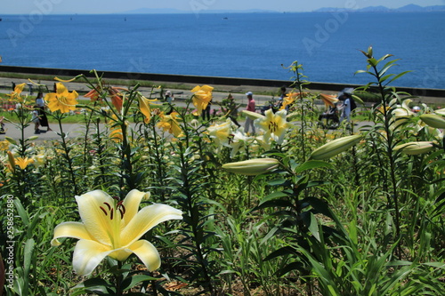 大阪舞洲ゆり園 photo