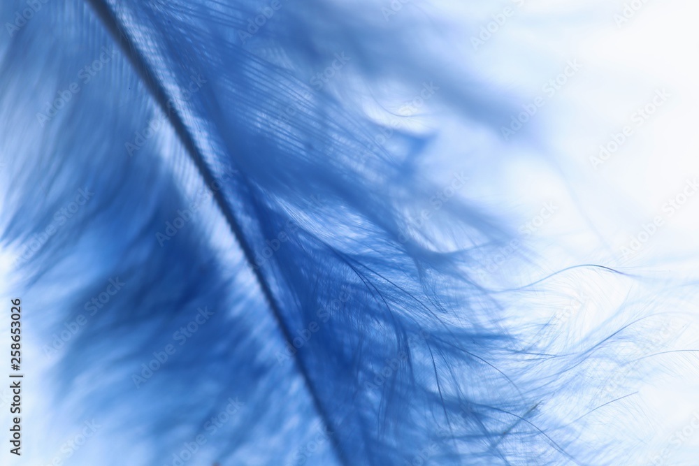Feather blue macro background. Fine feather texture. Blue feather on white background. Close-up feather.copy space Feather blue macro background. Fine feather texture. Blue feather on white background. Close-up feather.copy space