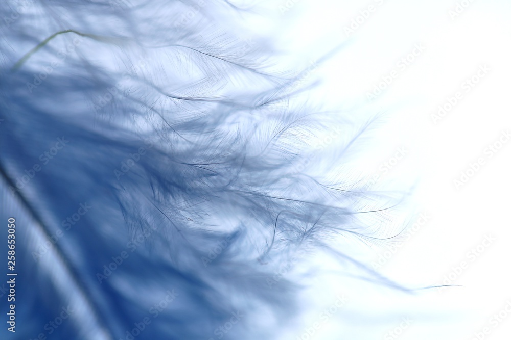 Feather blue macro background. Fine feather texture. Blue feather on white background. Close-up feather.Weightlessness.copy space Feather blue macro background. Fine feather texture. Blue feather on white background. Close-up feather.Weightlessness.copy space