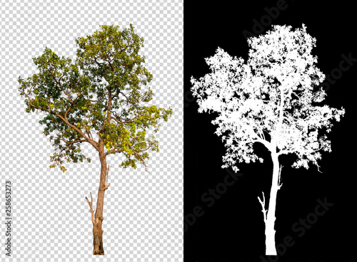 single tree on transparent picture background with clipping path, single tree with clipping path and alpha channel on black background photo