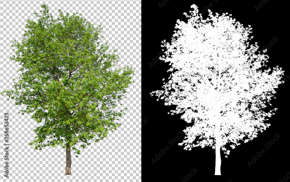single tree on transparent picture background with clipping path, single tree with clipping path and alpha channel on black background - obrazy, fototapety, plakaty 