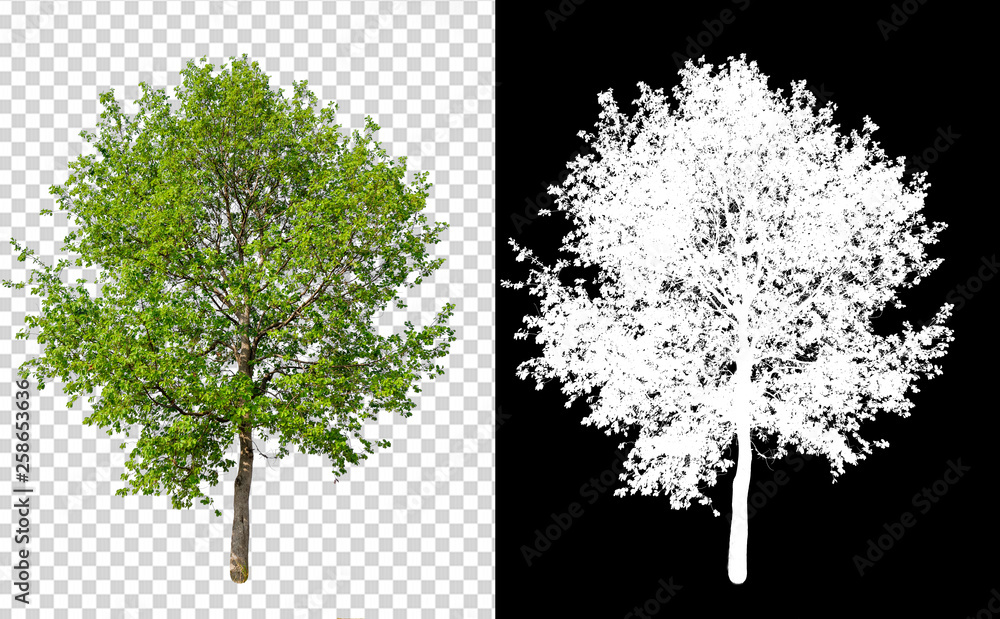 single tree on transparent picture background with clipping path ...