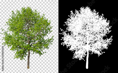 single tree on transparent picture background with clipping path, single tree with clipping path and alpha channel on black background