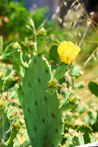 yellow cactus flower closeup © Sergei Timofeev
