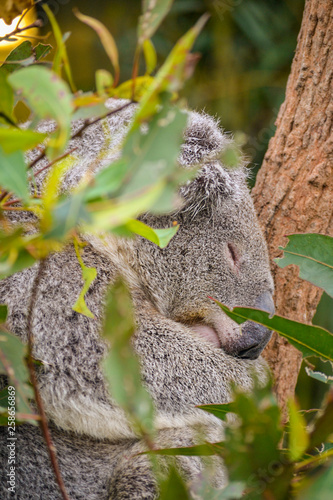 cute koala is sleeping on eucalyptus tree