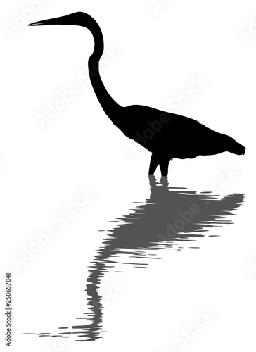 Great egret silhouette and reflection