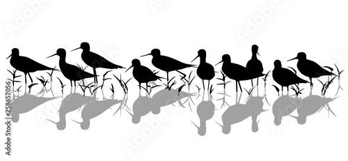 Stilt waders in marsh silhouette