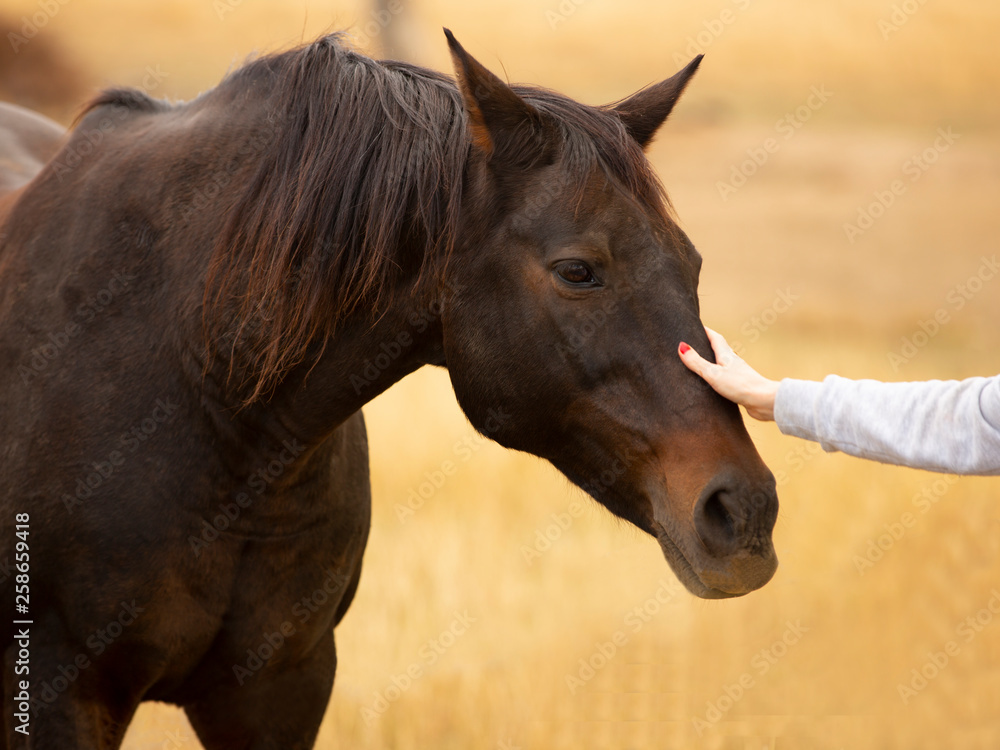 Naklejka premium Close up of a Stallion horse being patted in an open paddock with a bokeh background