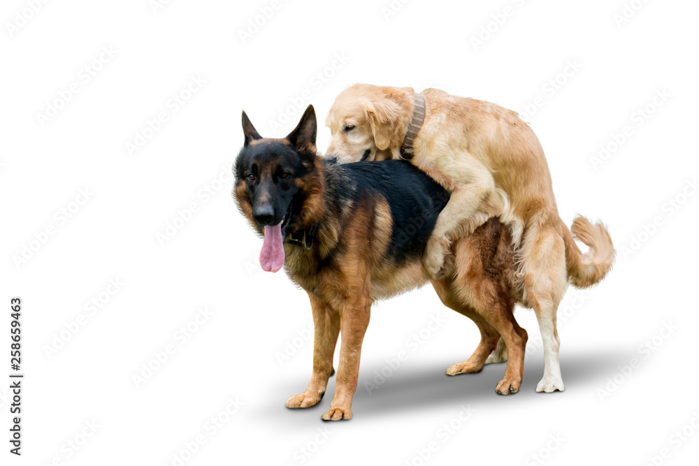 Retriever dog mates with German Shepherd dog