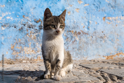 Beautiful stray cat basking in the rays of the rising sun on the street of Chefchaouen, Morocco. Beautiful fairy-tale streets of Morocco and cats living on them. Lonely homeless cats © dsaprin