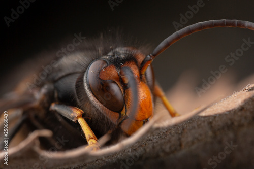 Real Vespa Velutina Macro photo