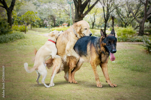 Photography Three funny dogs mating in the park