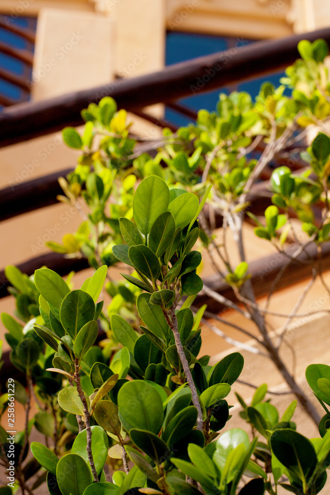 Exotic plant outdoors on a sunny day, closeup Exotic plant outdoors on a sunny day, closeup