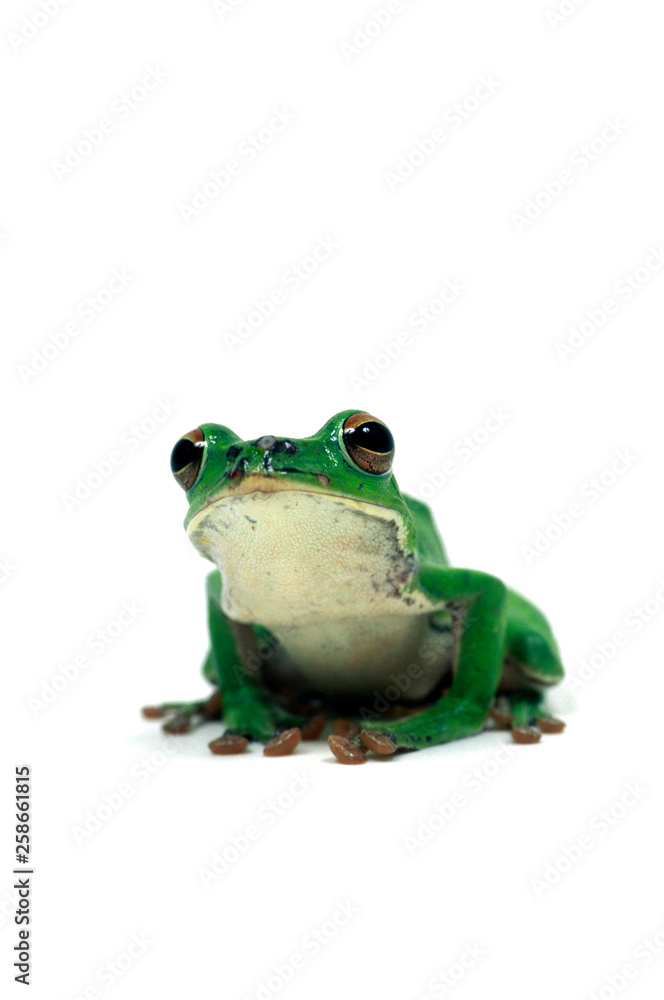 Obraz premium モリアオガエル