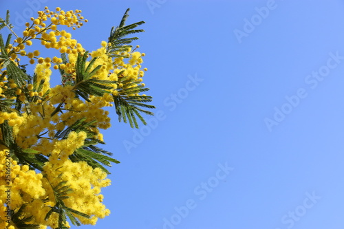 Mimosa en fleur