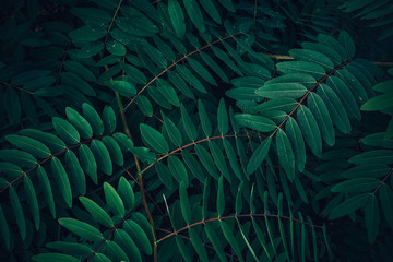 Foliage of tropical leaf in dark green with rain water drop on texture, abstract pattern nature background.