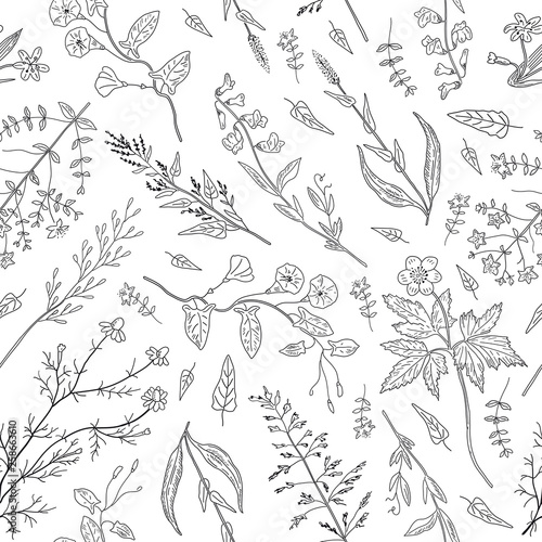 Hand drawn herbs and wild flowers on white background.