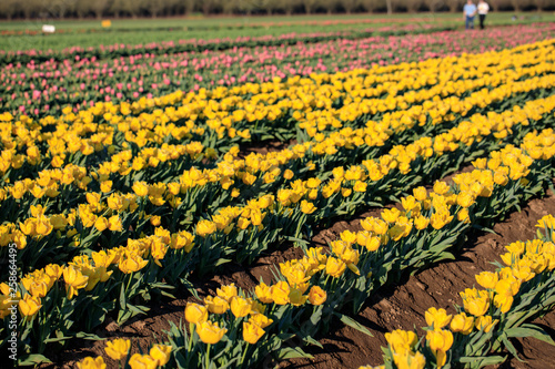 Photography Colorful tulip filed in the morning, Woodburn, Oregon