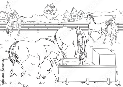 Cartoon style scene with horses for a stabling management book. Children coloring book design.