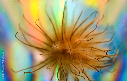 Art photo of a dried clematis flower on a polichrome blurred  background photo