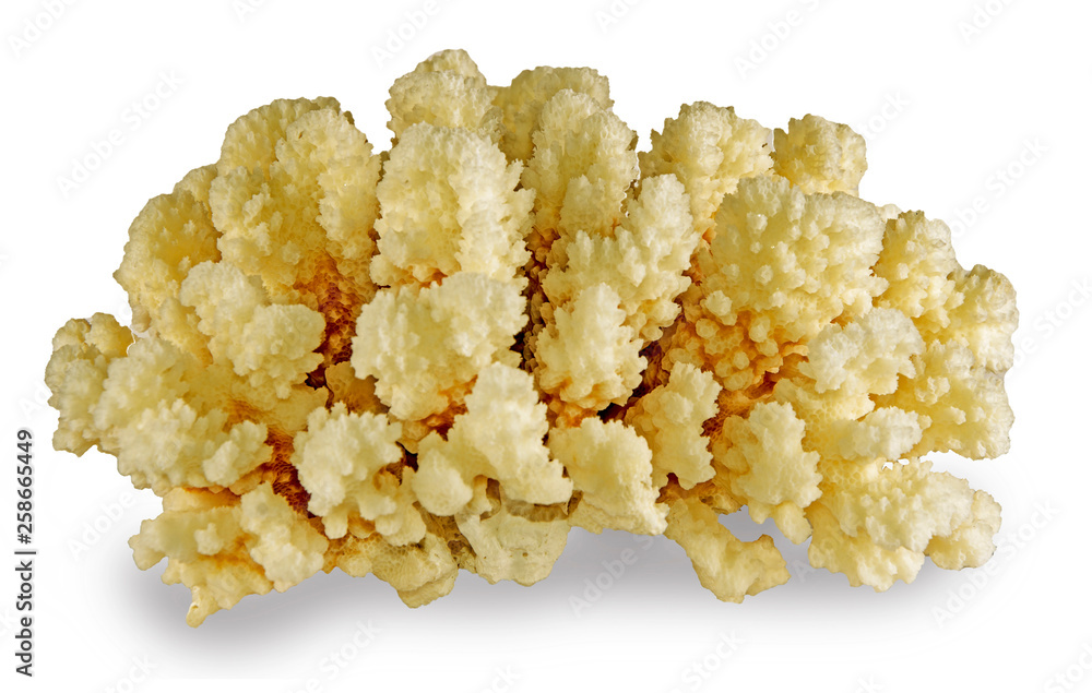 coral isolated on white background