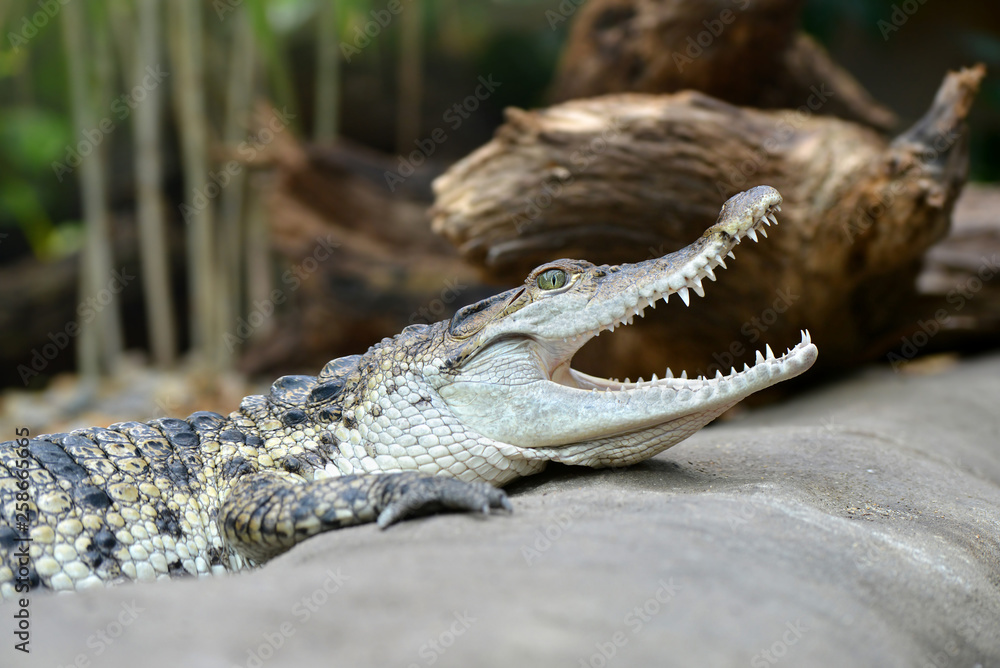Obraz premium Freshwater crocodile ( Crocodylus mindorensis ) living in Philippine.