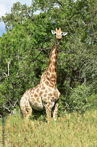 tall giraffe at grazing Kruger national park in South Africa