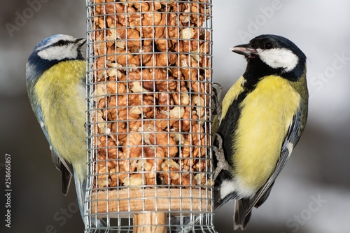 Blue tit (Parus caeruleus) and Great tit (Parus major) on a feeder with walnuts. Moravia. Europe.