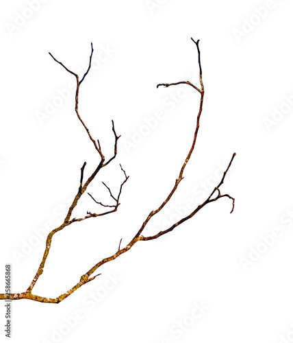 close up of dry branch