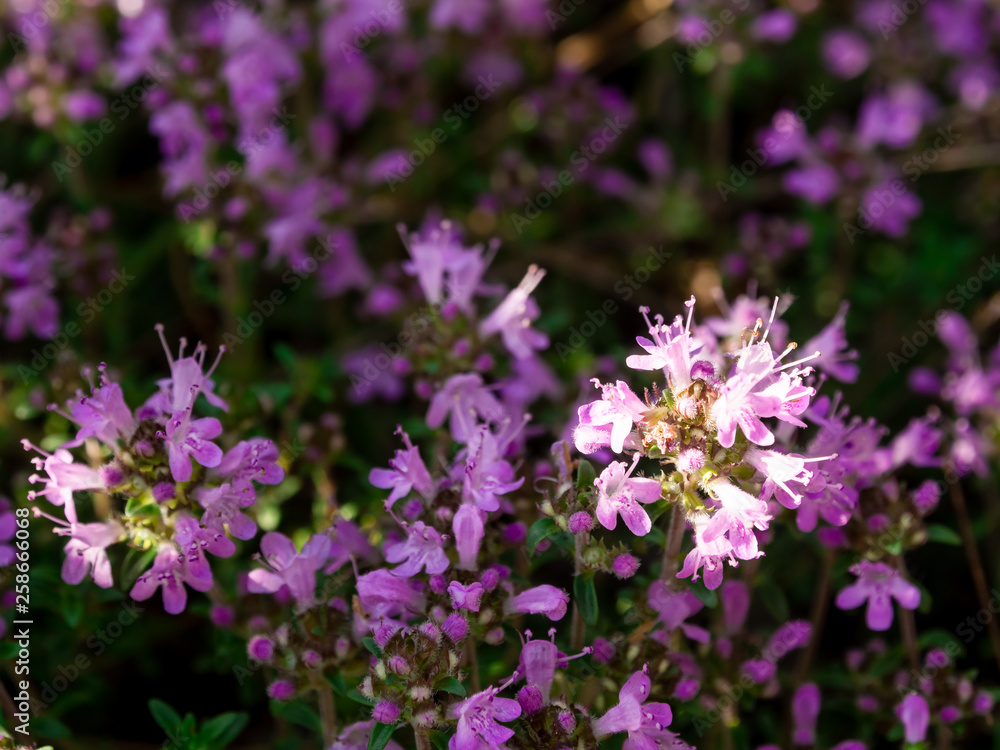 Wild thyme (Thymus serpyllum) flower sparkling in the sun close up. It's one of the best bee plants, also used in herbal medicine and as spice in cookery Wild thyme (Thymus serpyllum) flower sparkling in the sun close up. It's one of the best bee plants, also used in herbal medicine and as spice in cookery