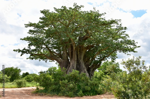 most south baobab tree in Kruger national park photo