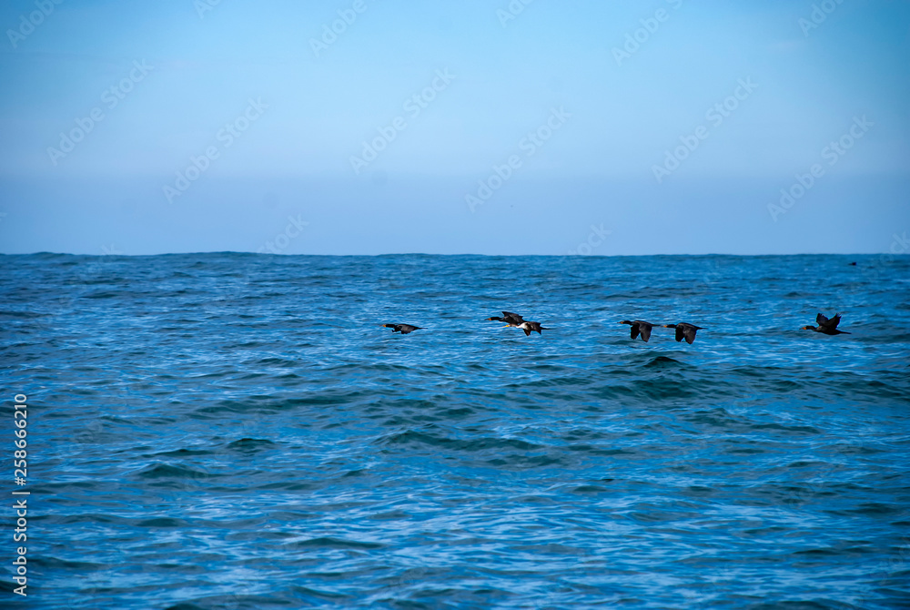 Fototapeta premium Double Crested Cormorants (Phalacrocorax auritus)