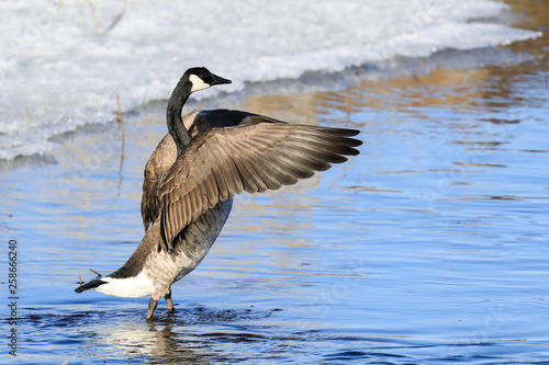 Canada Goose spring day