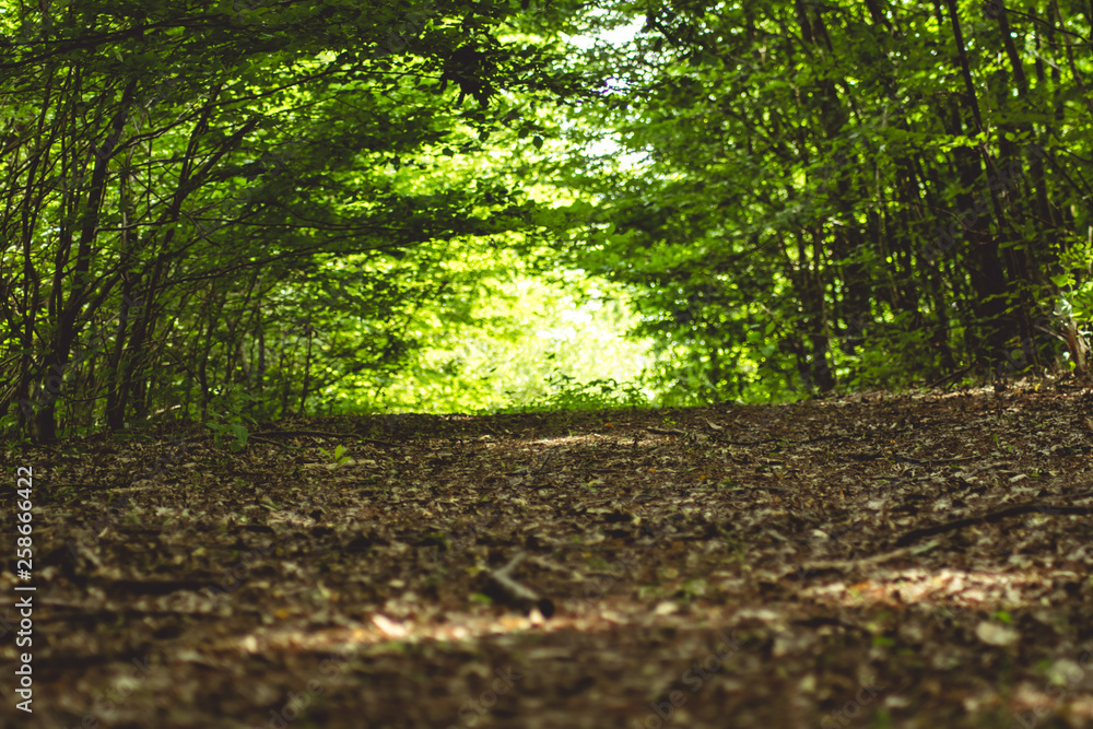 Obraz premium tree in forest