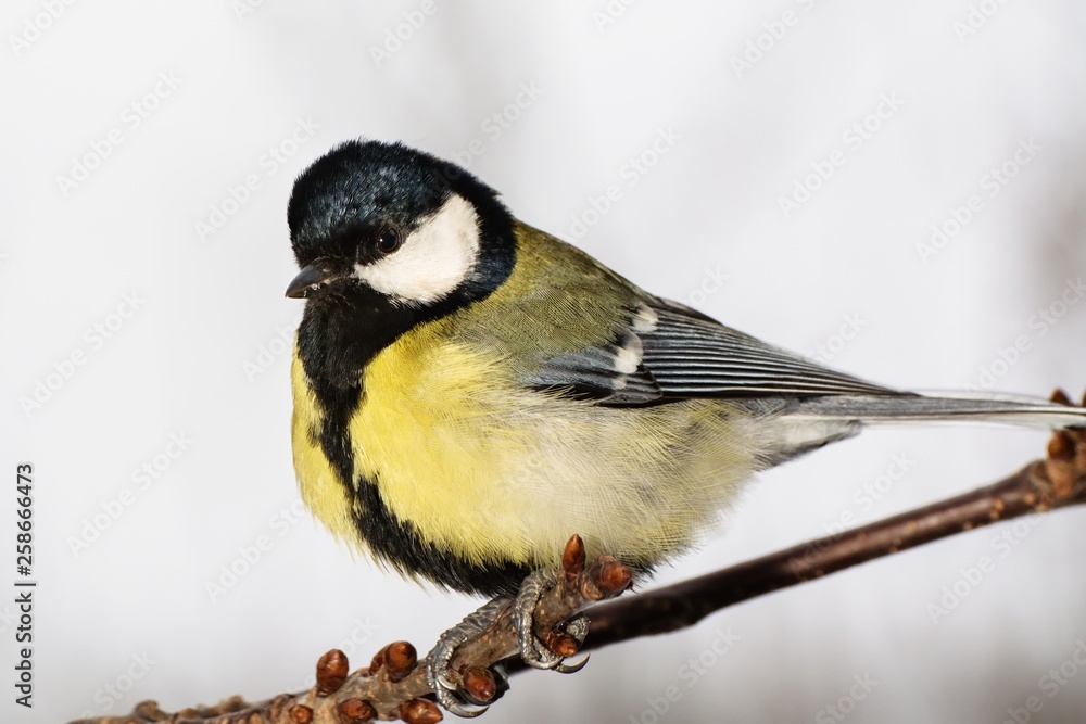 Great tit (Parus major) on a branch cherries. Moravia. Europe. Great tit (Parus major) on a branch cherries. Moravia. Europe.