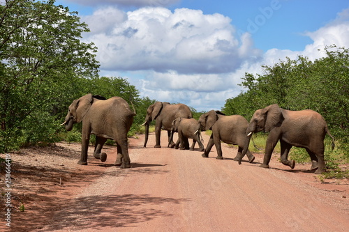 elephants crossing gravel road Kruger national park in South Africa